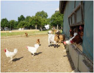 Hühner kommen aus dem Stall des Geflügelhof Breisch direkt ins Freigehege - Freilandhaltung