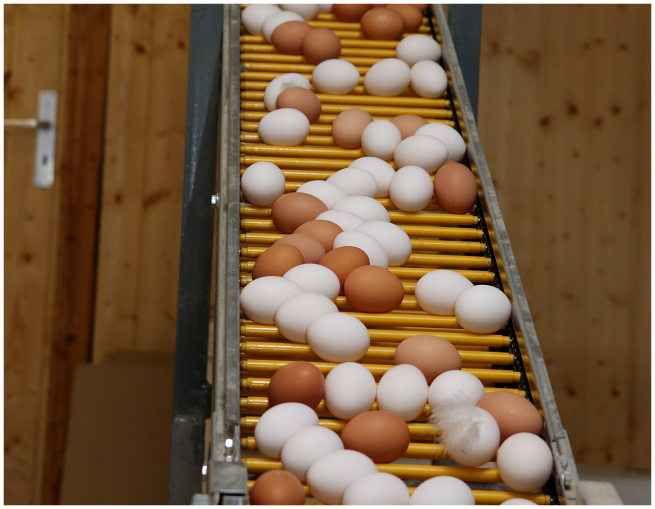 Eier vom Geflügelhof Breisch auf dem Weg zur Sortiermaschine