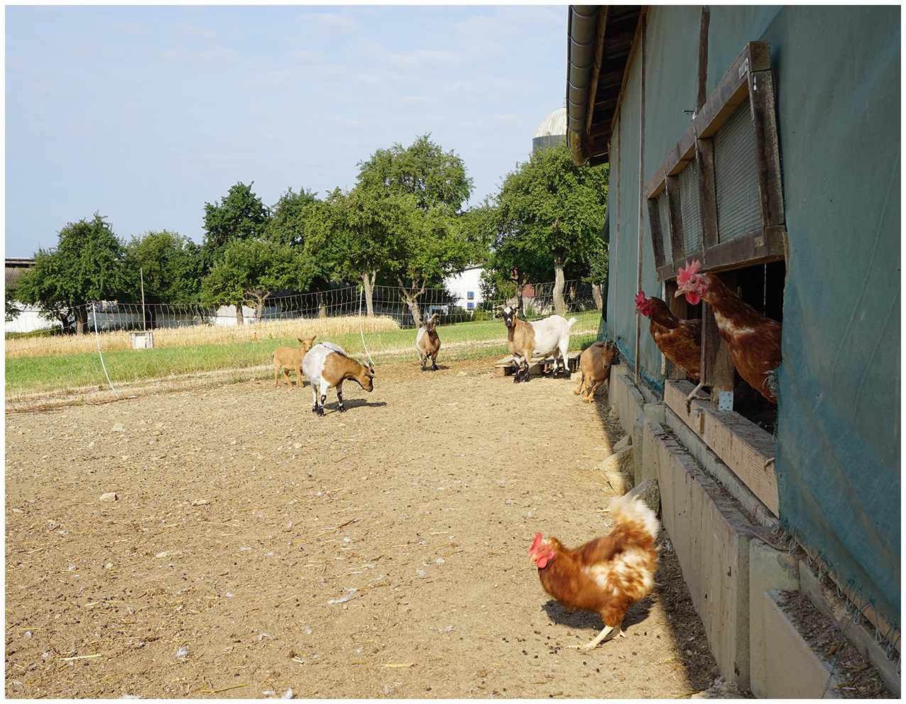 Ziegen und Hühner im Freigehege des Geflügelhof Breisch