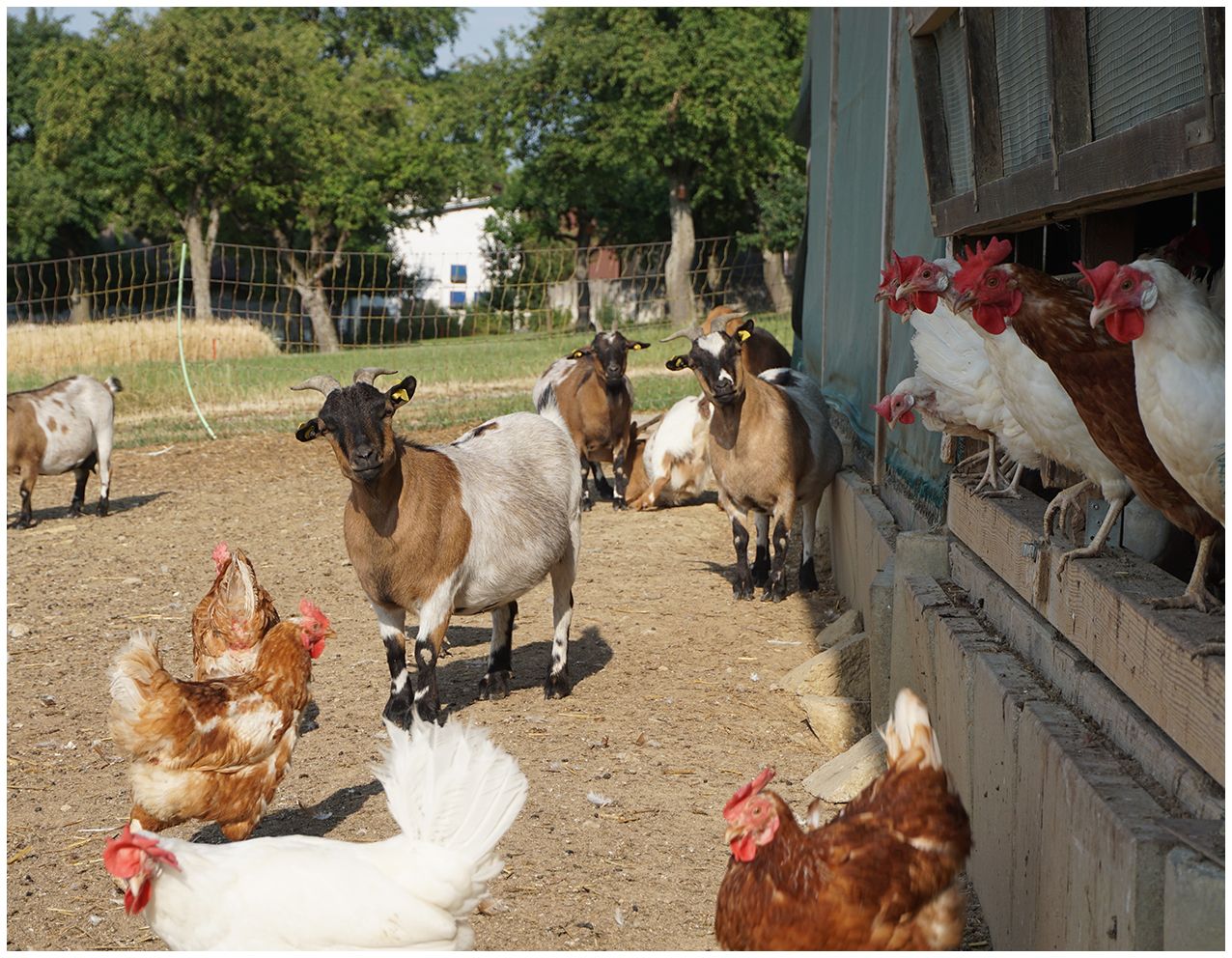 Hühner und Ziegen in Freilandhaltung auf dem Geflügelhof Breisch