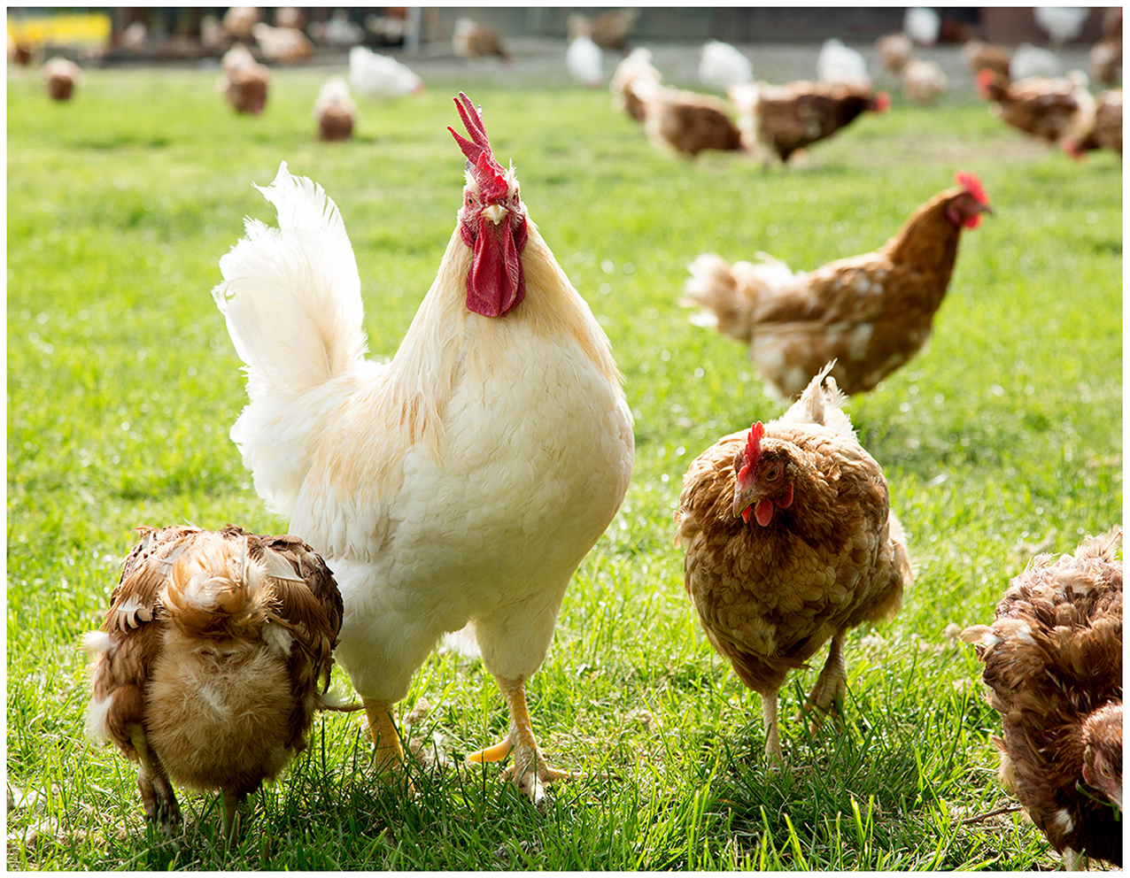 Hühner in Freilandhaltung auf dem Geflügelhof Breisch
